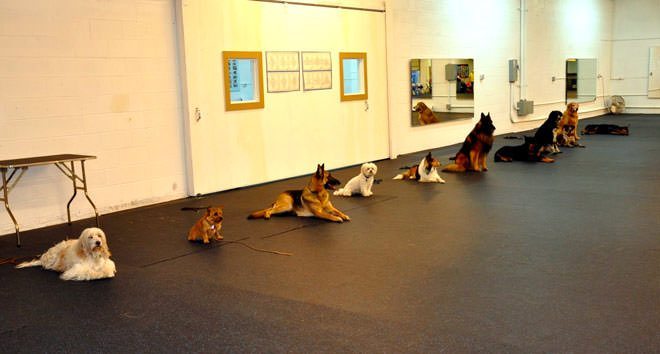 dog training center
