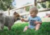 Aggression between dogs and young children