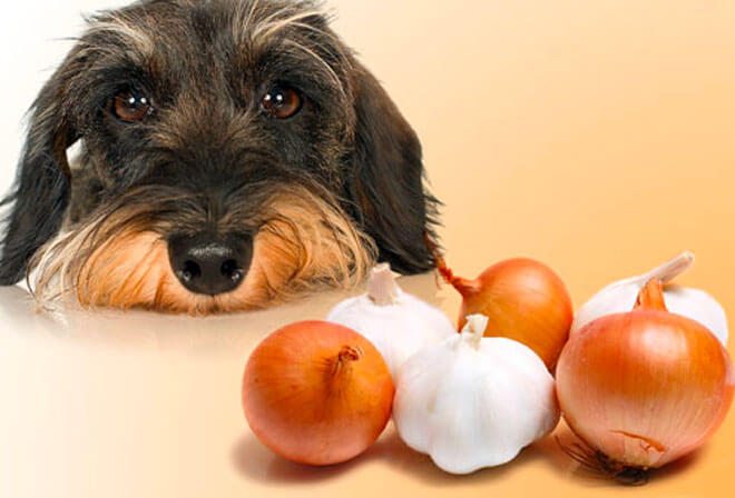 dangerous foods for dogs