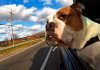 travel with your dog in the car