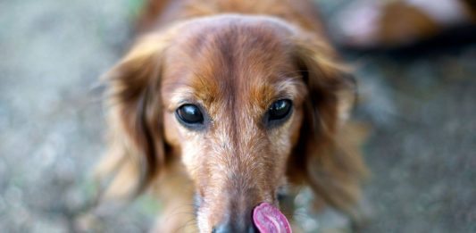 why dogs lick their owner