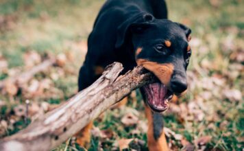 How to stop dogs from chewing