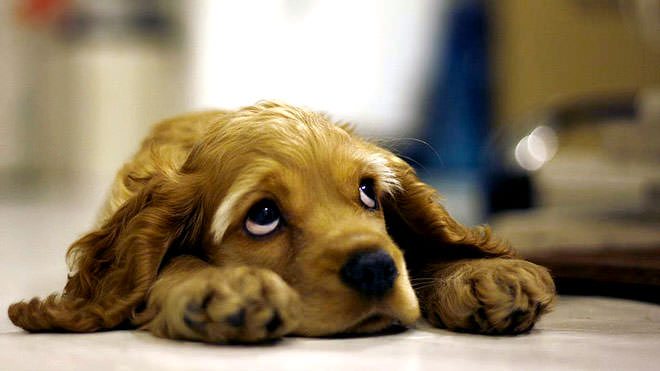 signs of depression in dogs