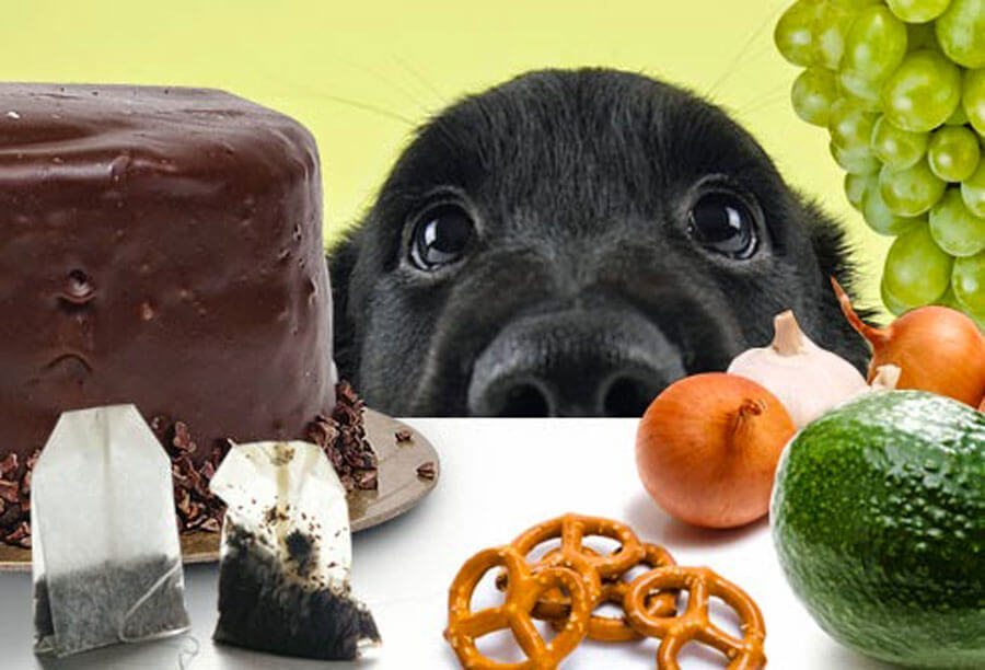 forbidden foods for dogs