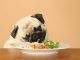 homemade dog food diet
