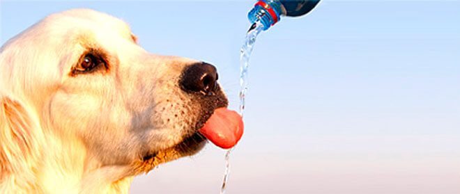 heat exhaustion in dogs