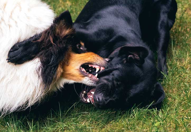 aggressive behavior in dogs