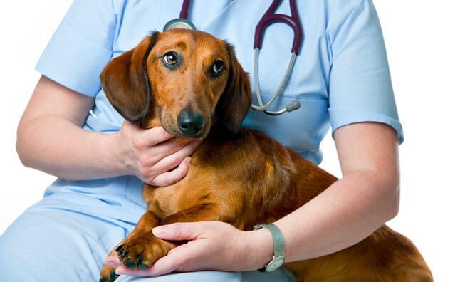 Dog Dermatitis Remedies