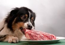barf diet for dogs
