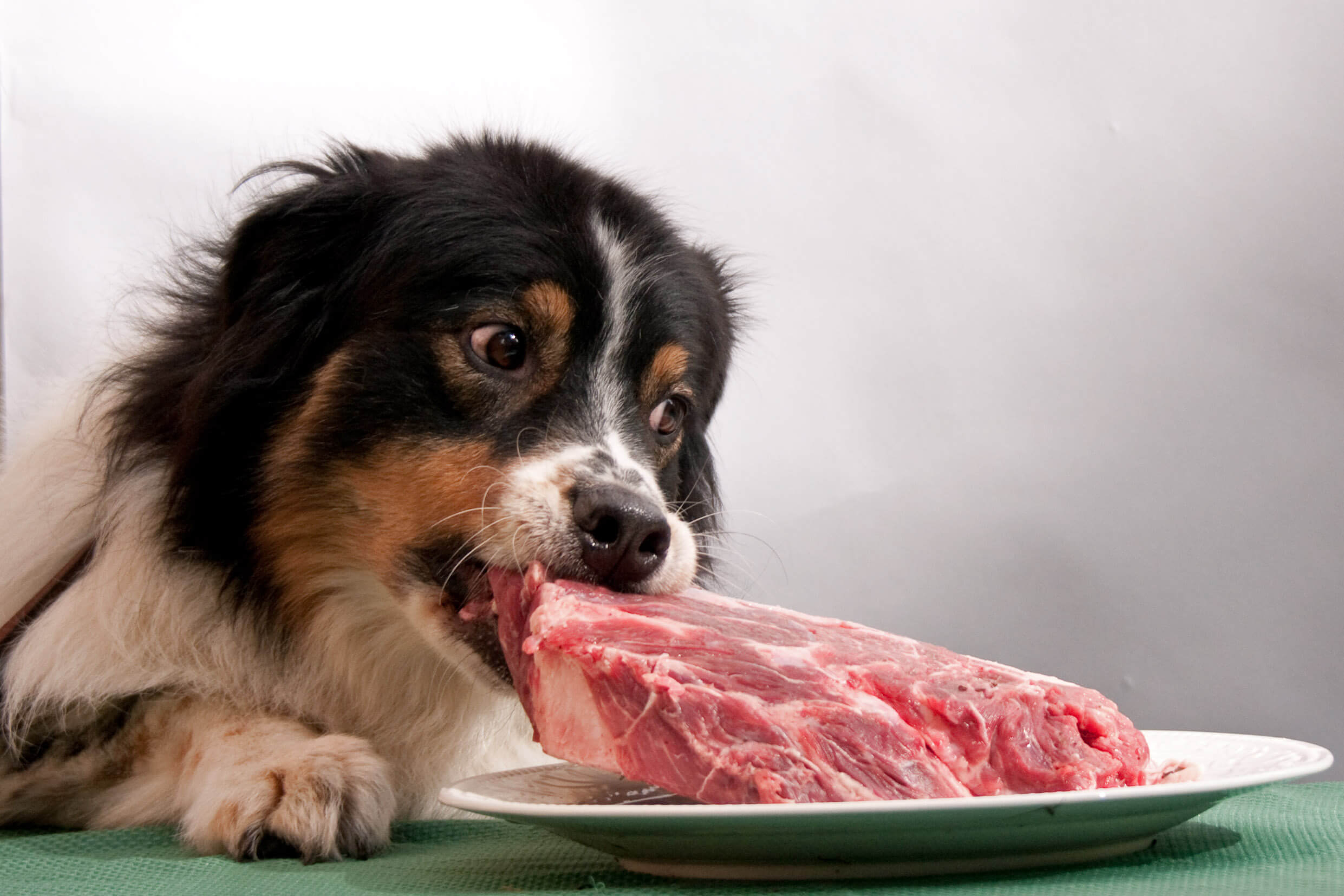 barf diet for dogs