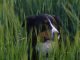 foxtail grass dog symptoms
