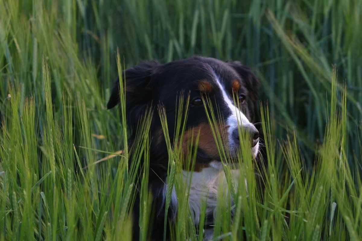 foxtail grass dog symptoms