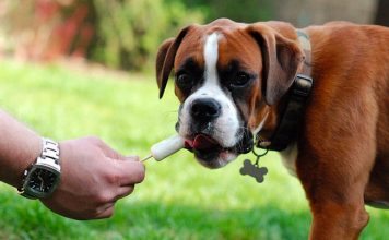 Popsicles for Dogs
