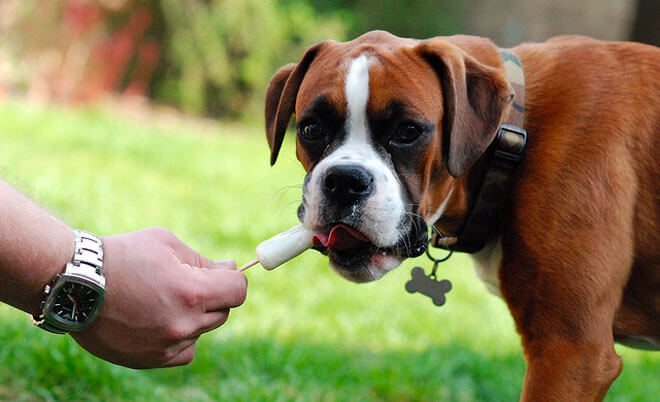 Popsicles for Dogs