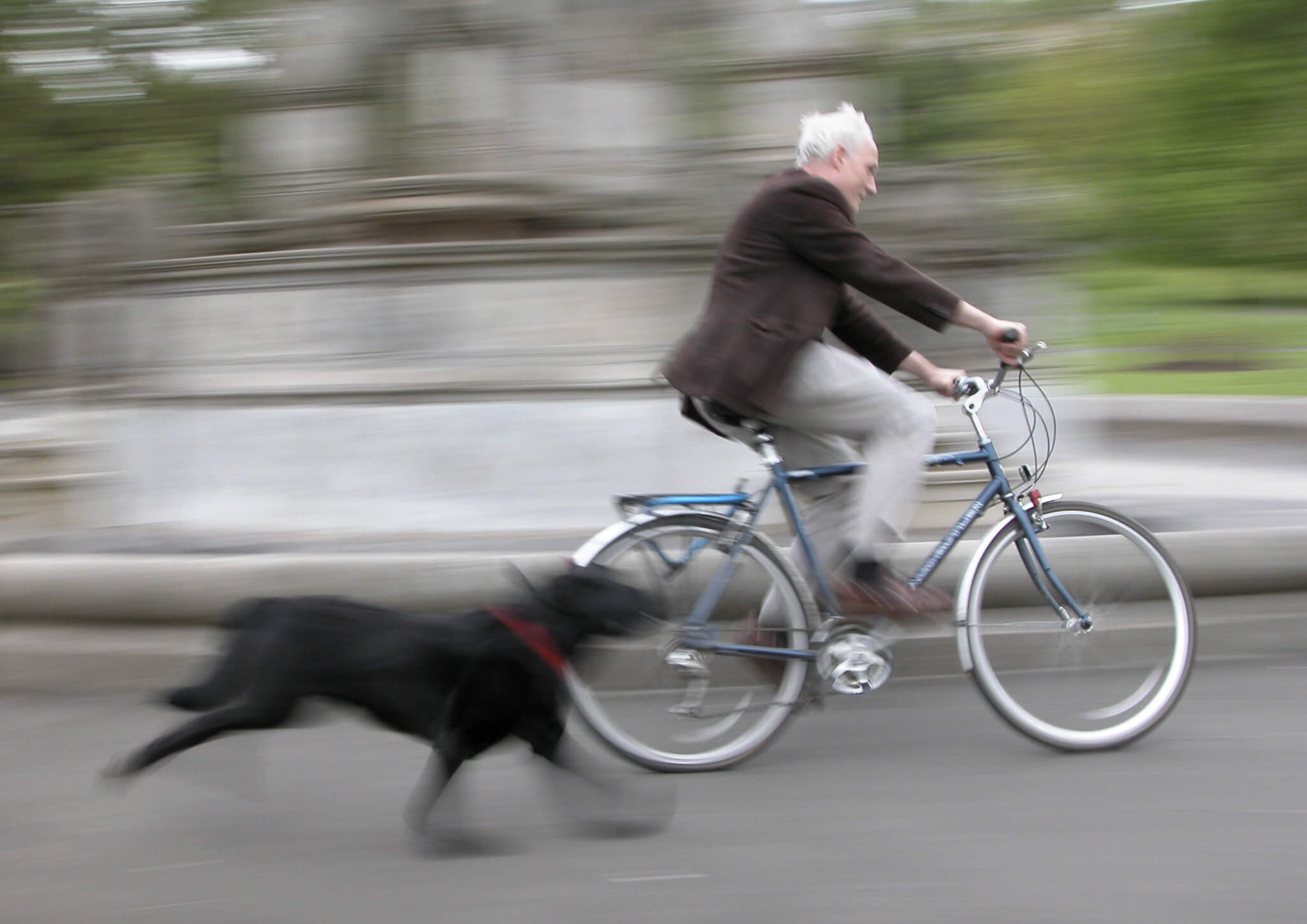 Dogs and bikes
