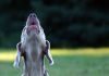 why dogs howl