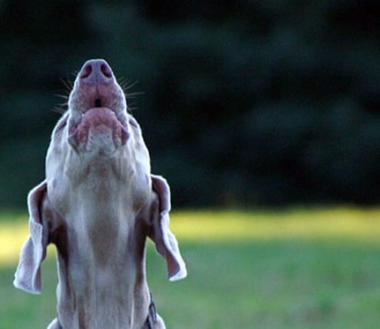 why dogs howl