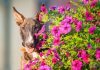 Poisonous plants for dogs