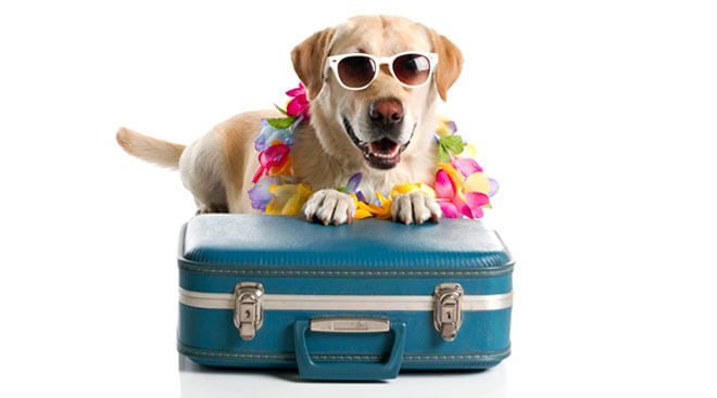 dog friendly vacation